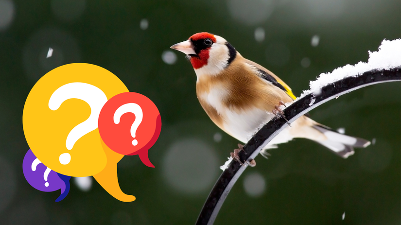 vtáky, kvíz, NEPOUŽÍVAŤ