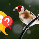 KVÍZ: Viete, ktoré vtáky u nás zostávajú počas zimy? Otestujte sa v našom obrázkovom kvíze
