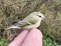 Ornitologická senzácia: Slovensko má nový...