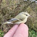 kolibiarik stužkatý (Phylloscopus humei)