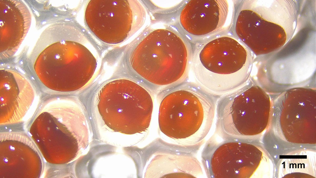 Mikroskopické zobrazenie používaných kapsúl.