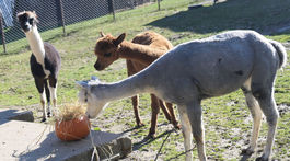 SR ZOO Košice Halloween pre zvieratá e lama alpaka