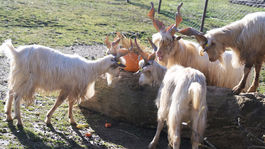 SR ZOO Košice Halloween pre zvieratá girgentánska koza
