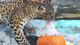 SR ZOO Košice Halloween pre zvieratá, leopard čínsky