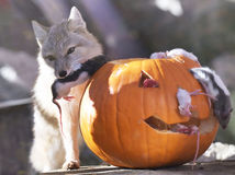 SR ZOO Košice Halloween pre zvieratá líška korzak