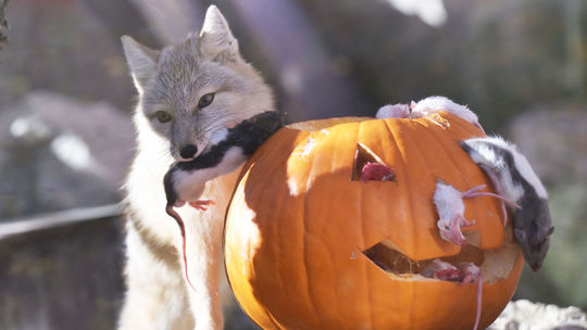 Halloweenske hody rozžiarili v košickú zoo. Pozrite sa, ako si ich zvieratá vychutnali 