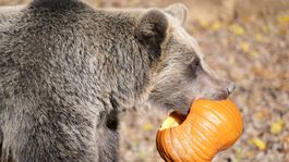 Na snímke medveď hnedý počas podujatia...