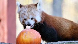 Na snímke panda červená počas podujatia...