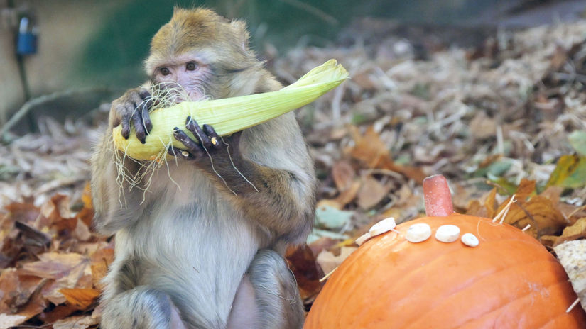 SR ZOO Košice Halloween pre zvieratámakak magot