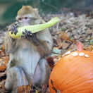 KVÍZ: Tento test preverí, ako dobre poznáte živočíšnu ríšu. Piata otázka potrápi aj veľkých znalcov biológie