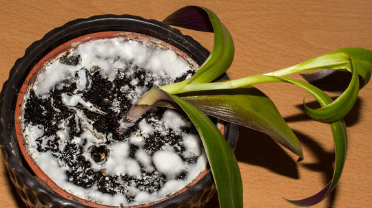 biely povlak, pleseň, izbové rastliny, izbovky,...