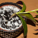 biely povlak, pleseň, izbové rastliny, izbovky, 752451988