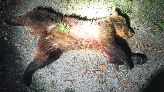 Greenpeace podáva Európskej komisii sťažnosť na Slovensko pre nezákonný odstrel medveďov