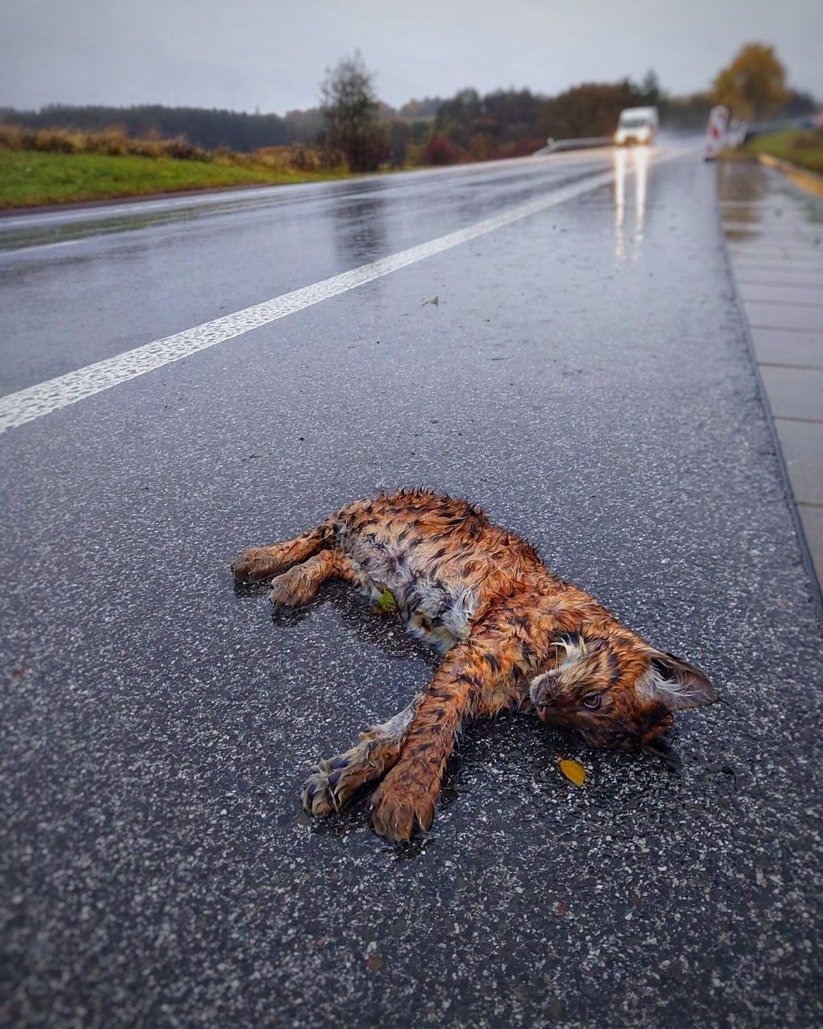 Mladý rys zahynul po zrážke s autom na ceste z...