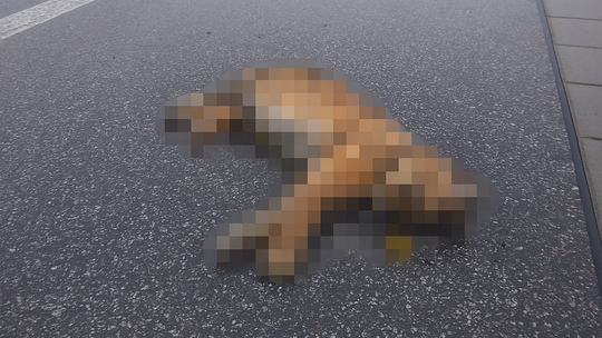 rys, TANAP, zrážka s autom,