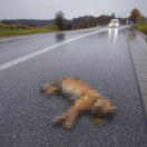 rys, TANAP, zrážka s autom,