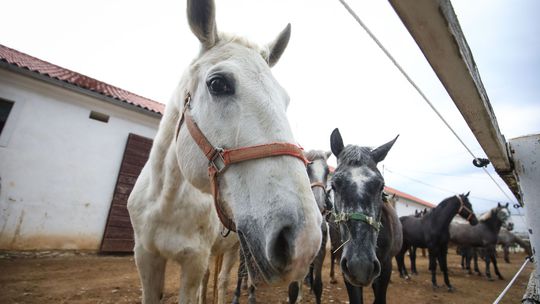 Slovinsko Maroko SR UNESCO lipicany zápis...