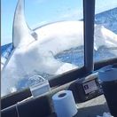 žralok na lodi, nový zéland