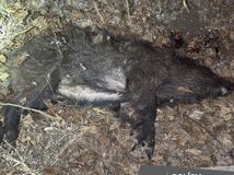 Diviak, pytliačiť, poľovník, pytliak