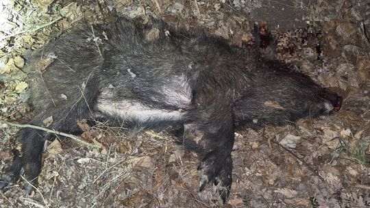 Krutý lov bez povolenia. Dvaja muži zastrelili gravidnú diviačicu a utiekli. Hrozí im niekoľkoročný trest za mrežami 