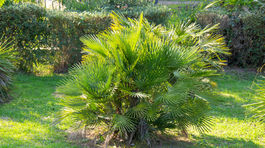 Chamaerops humilis – palmička nízka: Jediná...