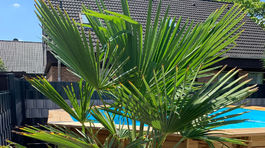 Top 3 palmy, ktoré zvládnu slovenskú zimu