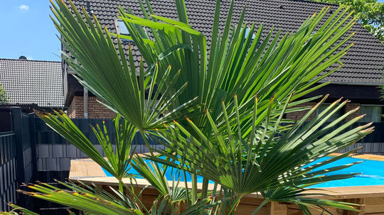 Trachycarpus fortunei – trachykarp konopný:...