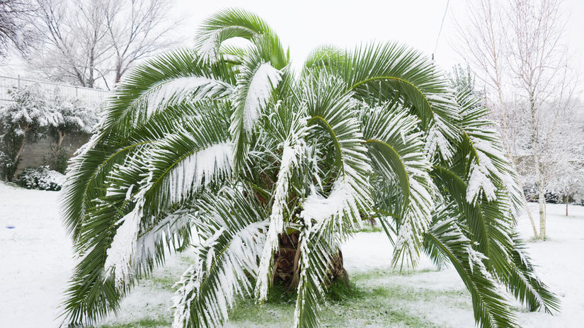 palma, zima, sneh, 552801346