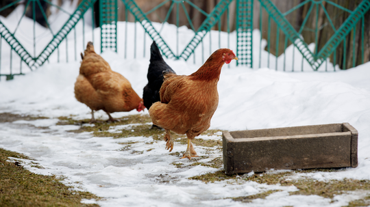 sliepky, výbeh, zima, sneh,