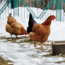 sliepky, výbeh, zima, sneh,