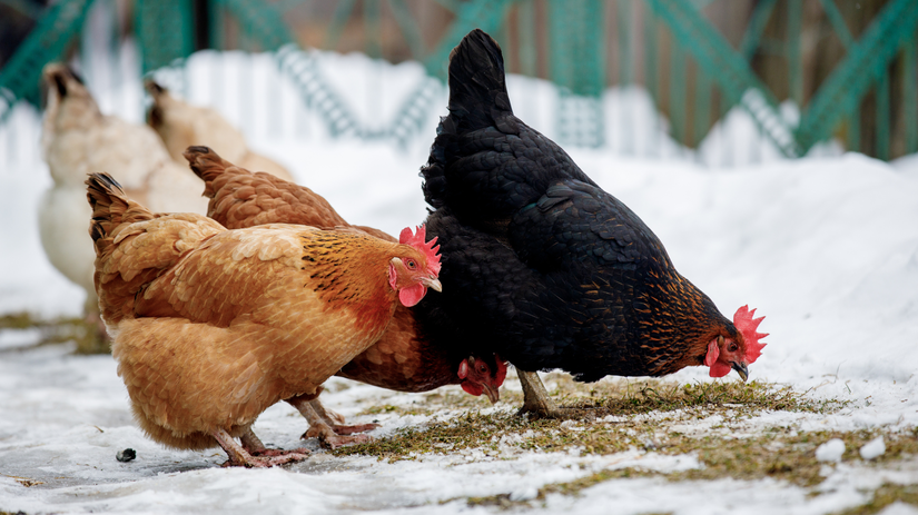 sliepky, výbeh, zima, sneh,