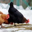 sliepky, výbeh, zima, sneh,