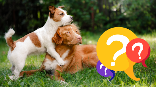 kvíz, pes, NEPOUŽÍVAŤ