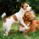 KVÍZ: Dokážete určiť psie plemená podľa ich najväčších „naj“? Tento test preverí aj skúsených chovateľov