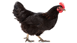 Australorpka – elegantná odolnosť z južnej...