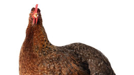 Bielefeldka, sliepky, sliepky, plemeno, 2008820027