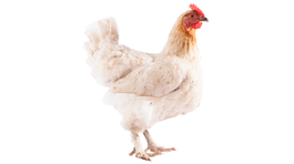 Chantecler, sliepky, sliepky, plemeno,