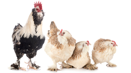 Faverolka, sliepky, sliepky, plemeno,