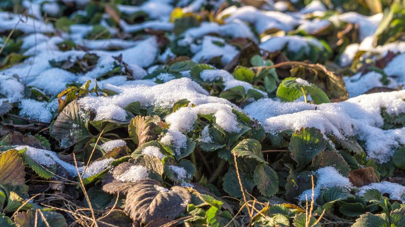 jahody, zima, zazimovanie, sneh, 1941882793