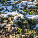 jahody, zima, zazimovanie, sneh, 1941882793