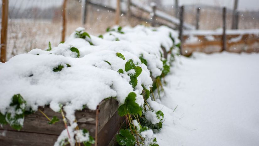 Snehová pokrývka je prirodzenou izoláciou....