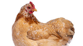 Kohin, Cochin, sliepky, sliepky, plemeno, 1978315460