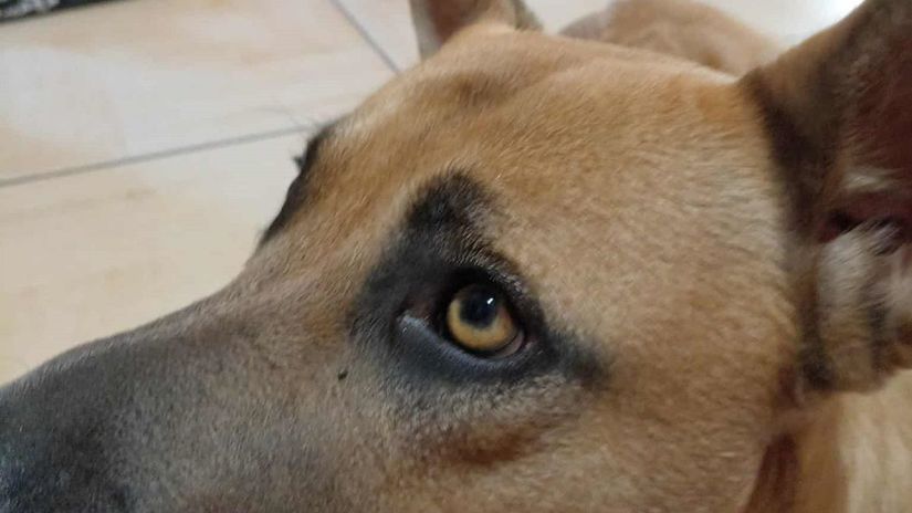 Daxter mal jedenásť mesiacov. Starosta tvrdí,...