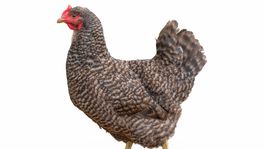 Plymutka, sliepka, sliepky, plemeno, 2687548479