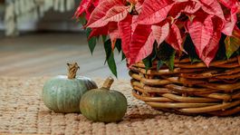 vianočná ruža, jeseň,