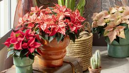 vianočná ruža, jeseň,