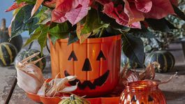 vianočná ruža, jeseň,