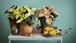 vianočná ruža, jeseň,