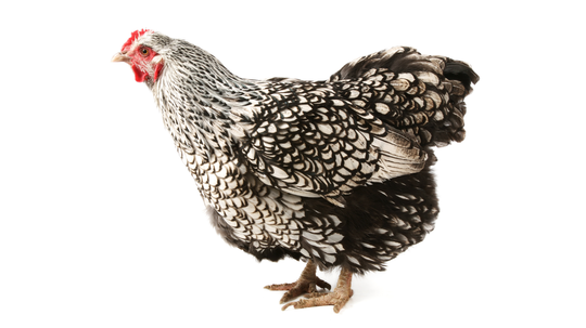 Wyandotka – pevná ako americká zima: Jedno z...