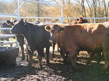 dobytok, Brezno, mestská farma